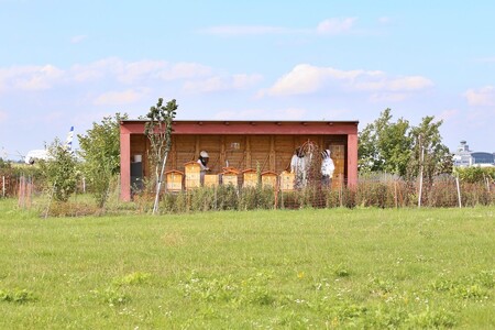 Letiště Václava Havla v pražské Ruzyni chová od listopadu 2011 včely. Hlavní důvod chovu včel je chemický rozbor plástového pylu a medu pomáhá hlídat kvalitu ovzduší na letišti a v jeho okolí.