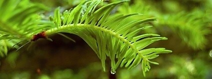 Foto:Martin Mach Ondřej / Ekolist.cz