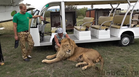 Lví safari na Krymu, známé buď jako Park Leviv Tayhan nebo Taigan Safari Park, se nachází na předměstí Bilohirsku už dlouhá léta.