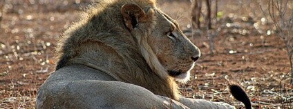 foto: Pius Mahimbi / Flickr