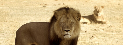 Foto: paula french / Shutterstock