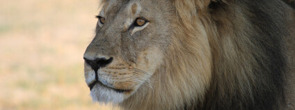 Lev Cecil, ikona zimbabwského národního parku Hwange. V červenci 2015 byl nelegálně zastřelen Foto: paula french / Shutterstock