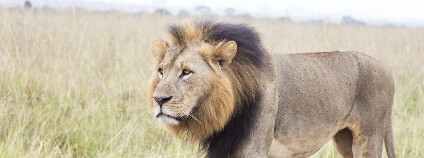 Lev v Keni Foto: Daniel Loncarevic / Shutterstock.com