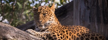 Levhart skvrnitý čínský Foto: Cloudtail the Snow Leopard Flickr