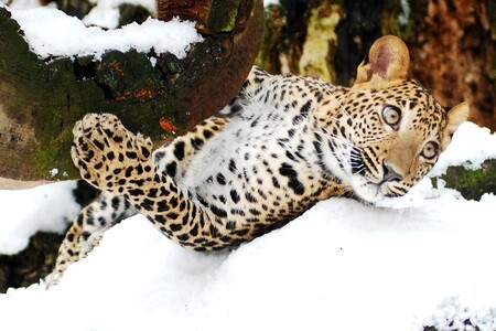 Od 10 do asi 12 hodin se venčí i levharti cejlonští