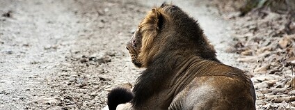 Foto: Shaunak Modi / Flickr