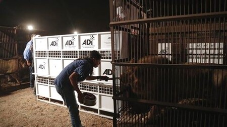 Nový domov naleznou divoké šelmy v přírodní rezervaci Emoya v provincii Limpopo na severu Jihoafrické republiky.