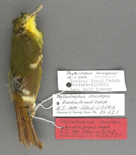 Měl to být jeden z nejvíce ohrožených druhů ptáků Afriky. Jak se ale teď ukázalo, nažloutlý pěvec bulbulovec liberijský vlastně nikdy neexistoval.