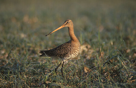 V Nizozemsku se tisíce lidí podepsaly pod petici proti záměru výstavby letiště u Lisabonu. Podle signatářů to ohrozí břehouše černoocasé, tedy nizozemské národní ptáky. / Ilustrační foto