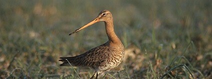 foto: Pkuczynski/Marek Szczepanek commons.wikimedia.org