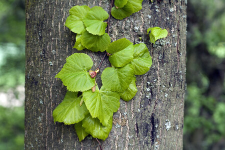 Lípa velkolistá je původní česká dřevina, která se vyznačuje dobrým zdravotním stavem i odolností