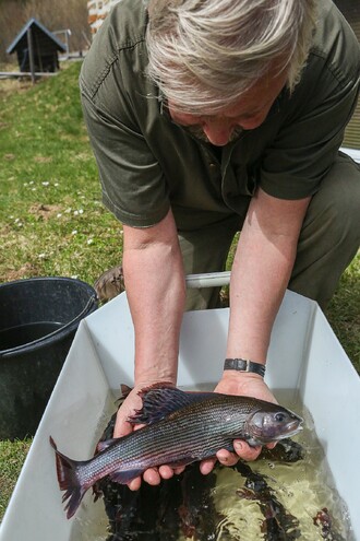 Správa NP Šumava se snaží obnovovat v minulosti poničené populace lipana od roku 2002.