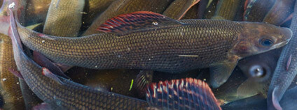 Foto: Štěpána Rosenkranz / Správa NP Šumava