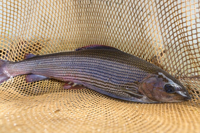 Lipanů dnes v České republice ubývá kvůli intenzivnímu rekreačnímu rybolovu, znečištění a oteplování klimatu.