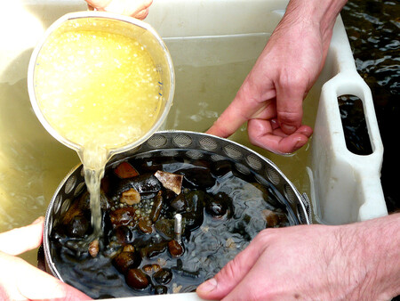 Plnění jiker do inkubační schránky. Schránka jikry chrání před predátory a současně umožňuje jejich vývoj v co nejpřirozenějším prostředí