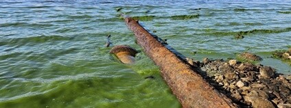 Výpusť vedoucí z nefunkční ČOV v areálu bývalého Camphotelu Hruštice. Foto: Biologické centrum AV ČR