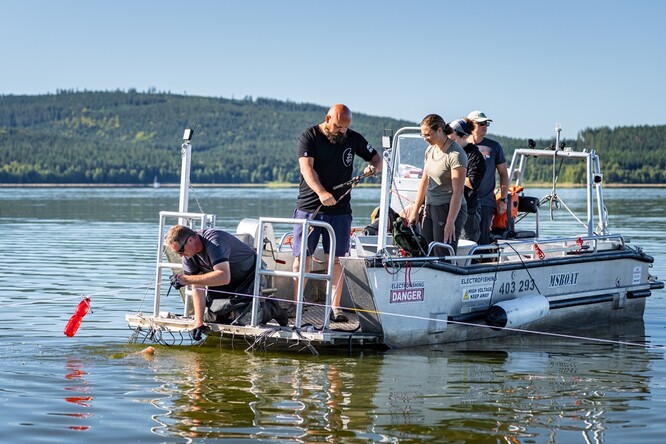 K odlovu sumců používají vědci metodu tzv. dlouhých šnůr, kdy je ve vodě nataženo dlouhé lanko s návnadami v pravidelných rozestupech.