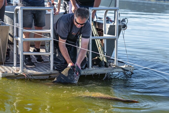 Ichtyolog Martin Čech vytahuje trofejního sumce.