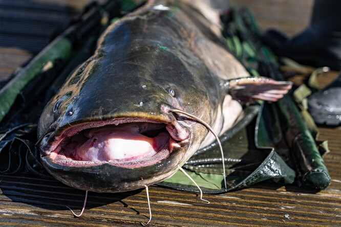 Trofejní sumec měřil 212 cm a vážil 55 kg. Po změření, zvážení a analýze obsahu žaludku byl očipován a vypuštěn zpět do nádrže.