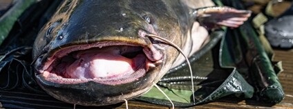 Trofejní sumec Foto: Dalibor Novotný BC AV ČR