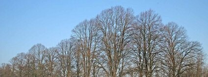 Památná lipová u Přelouče Foto: Zp / Wikipedia Commons