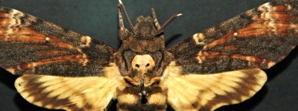 Noční motýl. Foto: James St. John / Flickr