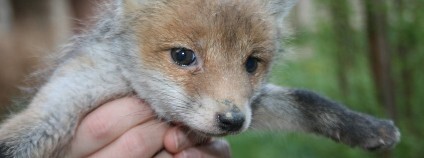 Lišče Foto: Pražská zvířecí záchranka