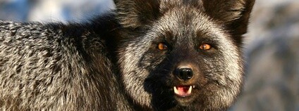 Liška Foto: kevin76 Flickr.com