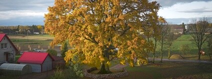 Litevský Dub z Laukiai - Evropský strom roku 2026 Foto: Vytautas Želnys Nadace Partnerství