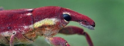 Brouk nosatec Lixus vilis Foto: František Šaržík / Biolib.cz