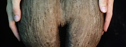 Obrovské semeno palmy Lodoicea seychelská Foto: Scott Zona Flickr