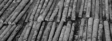 Vorařství Foto: Tony Hisgett Wikimeda Commons