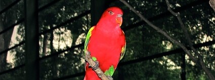 Lori žlutohřbetý Foto: Bernard DUPONT Flickr