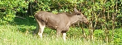 Foto: Petr Kuráň / KRNAP