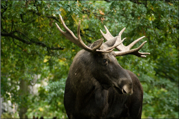 "Pokud má populace nižší desítky jedinců, tak v ní každý jedinec hraje svou roli a je to pak velká ztráta. Zhruba v posledním desetiletí víme o přejetých losech - jednotkách kusů. Ale to je právě v poměru k populaci dost zásadní úbytek," uvedl Janík.