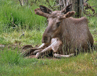 Od 90. let minulého století počty losů v Česku opět klesají. V současnosti u nás patrně nežije více, než 15 až 20 zvířat. Kromě pytláctví ohrožují losy hlavně nehody na silnicích