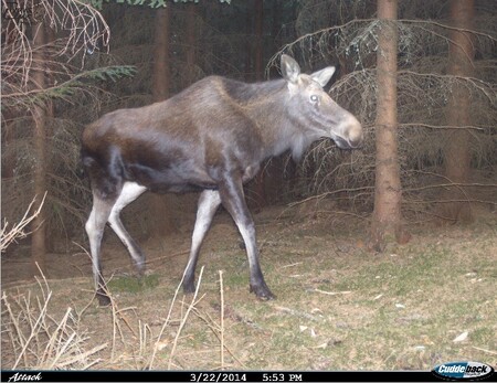 Los evropský zachycený fotopastí na česko-rakouské hranici