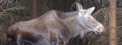 Los evropský zachycený fotopastí na česko-rakouské hranici Foto: ALKA Wildlife