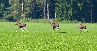 Tři šumavští losi evropští.