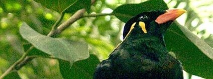 Hmyzožraví loskutáci se stali oblíbeným artiklem v Íránu. Ilustrační foto: Wikimedia Commons