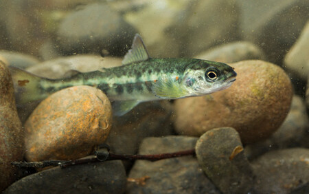 Malý losos o velikosti 10 - 12 cm.