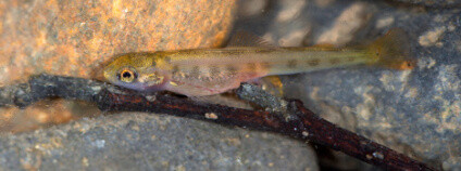 foto: Václav Sojka / navratlososu.cz