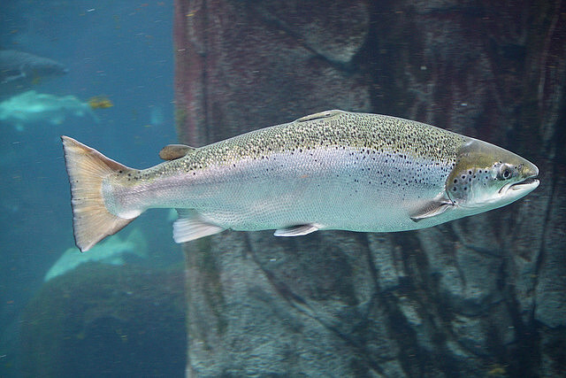 Není to poprvé, kdy se stal norský losos v Číně obětí aktuální situace či sporů. V roce 2010 dostal Nobelovu cenu za mír udílenou v Norsku čínský disident Liou Siao-po, což vyvolalo nevoli u čínských činitelů. Jako reakci Peking zavedl pravidla pro dovoz lososa, která byla natolik přísná, že značná část zásob čerstvé ryby se nakonec v čínských skladech zkazila.