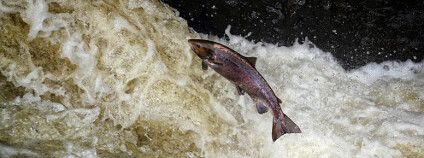 Foto: Mark Caunt Shutterstock