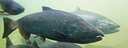 Losos čavyča Foto: Martin LaBar Flickr