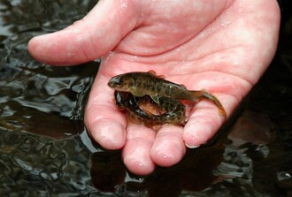 Vypouštění malých lososů do řeky Kamenice