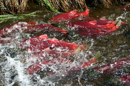 Jsou vybaveni kompasem? Losos nerka (Oncorhynchus nerka) Jsou vybaveni kompasem? Losos nerka (Oncorhynchus nerka)