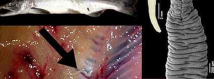 Foto:  Biologické centrum Akademie věd ČR