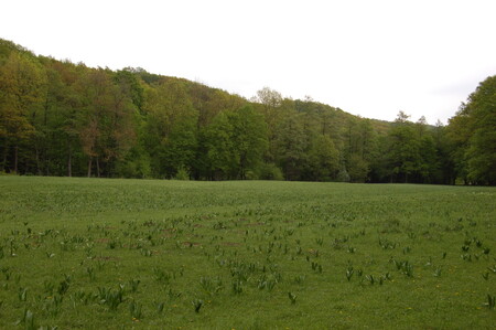 Oživení horských luk a sledování významných lučních a lesních biotopů je cílem projektu, na kterém se v Bílých Karpatech (na obrázku) podílejí státní podniky Lesy České republiky a Lesy Slovenskej republiky.