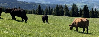 Pastva v Krkonoších Foto: KRNAP